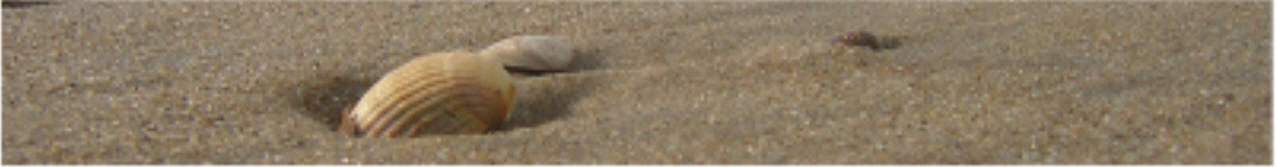 Muscheln im Sand - G�hren